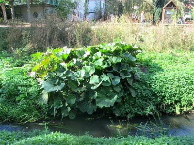 Gewöhnliche Pestwurz (Petasites hybridus) am Rohrbach in der Gustav-Clauss-Anlage (vormals Schwimmbad) in St. Ingbert