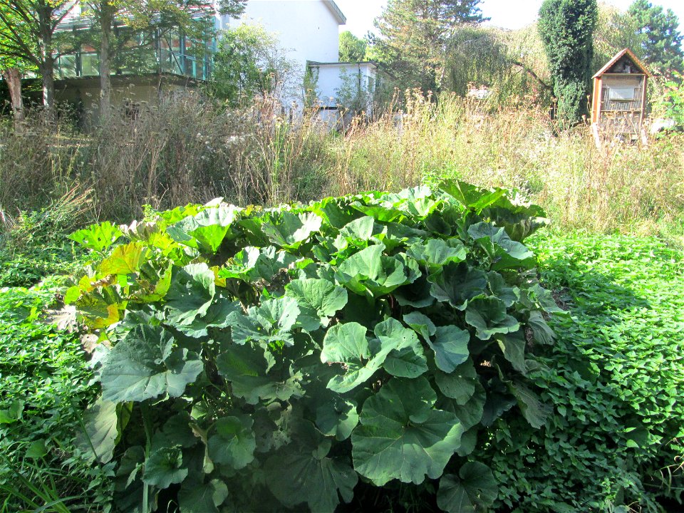 Gewöhnliche Pestwurz (Petasites hybridus) am Rohrbach in der Gustav-Clauss-Anlage (vormals Schwimmbad) in St. Ingbert
