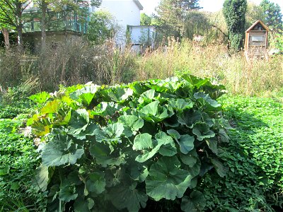 Gewöhnliche Pestwurz (Petasites hybridus) am Rohrbach in der Gustav-Clauss-Anlage (vormals Schwimmbad) in St. Ingbert