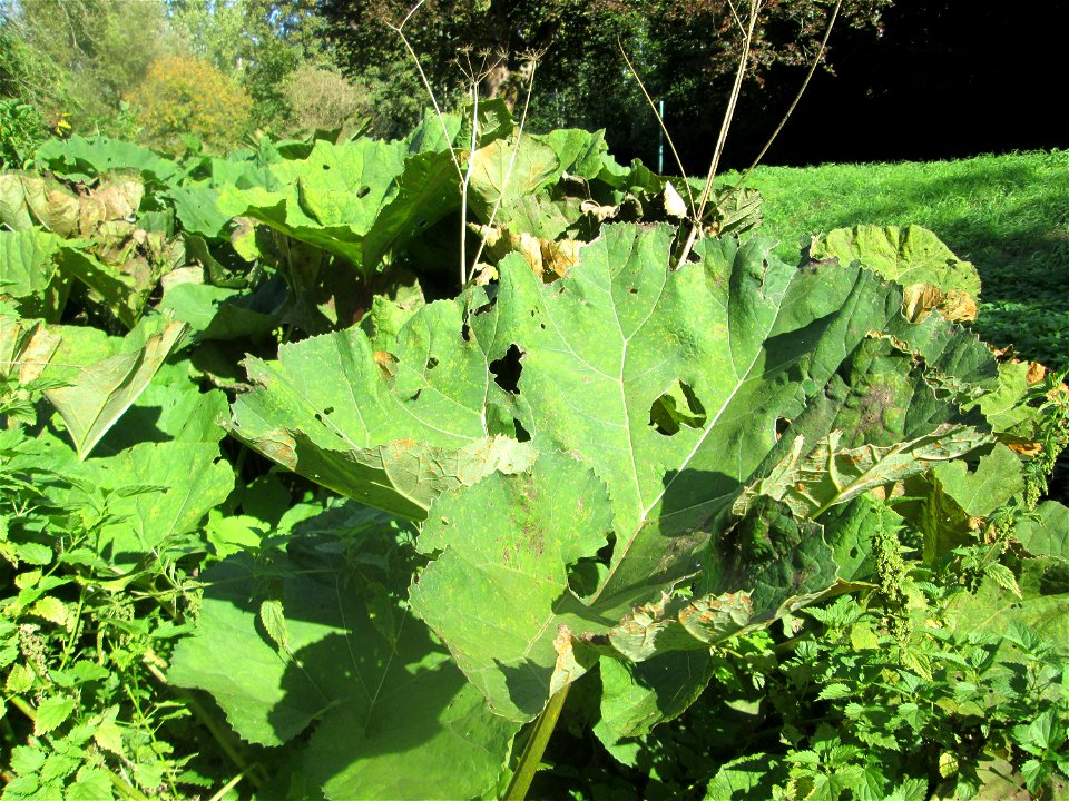 Gewöhnliche Pestwurz (Petasites hybridus) am Rohrbach in der Gustav-Clauss-Anlage (vormals Schwimmbad) in St. Ingbert