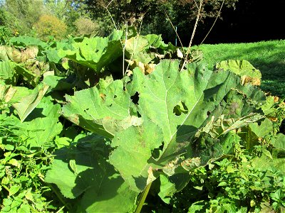 Gewöhnliche Pestwurz (Petasites hybridus) am Rohrbach in der Gustav-Clauss-Anlage (vormals Schwimmbad) in St. Ingbert