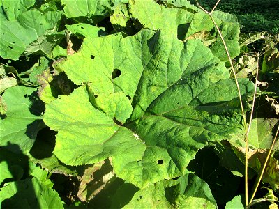 Gewöhnliche Pestwurz (Petasites hybridus) am Rohrbach in der Gustav-Clauss-Anlage (vormals Schwimmbad) in St. Ingbert
