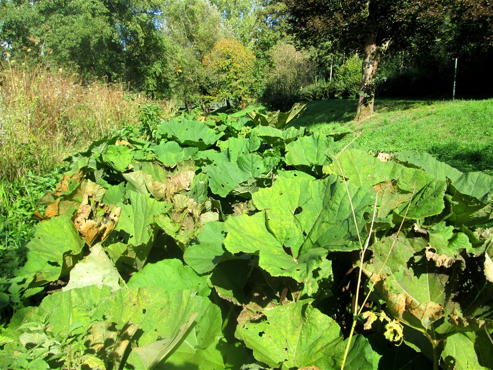 Gewöhnliche Pestwurz (Petasites hybridus) am Rohrbach in der Gustav-Clauss-Anlage (vormals Schwimmbad) in St. Ingbert