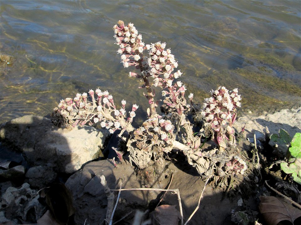 Gewöhnliche Pestwurz (Petasites hybridus) an der ehem. Bismarckanlage an der Saar in Saarbrücken