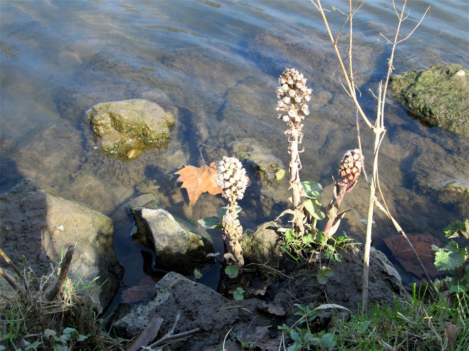Gewöhnliche Pestwurz (Petasites hybridus) an der ehem. Bismarckanlage an der Saar in Saarbrücken