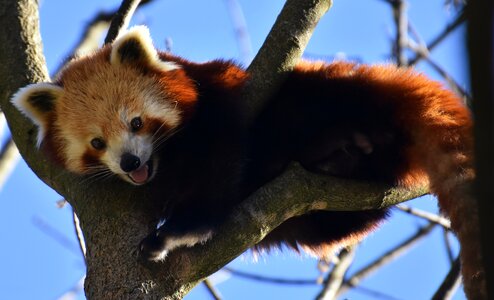Ailurus fulgens predator mammal