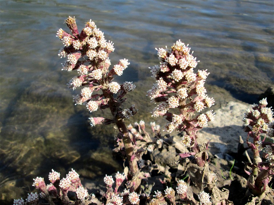 Gewöhnliche Pestwurz (Petasites hybridus) an der ehem. Bismarckanlage an der Saar in Saarbrücken
