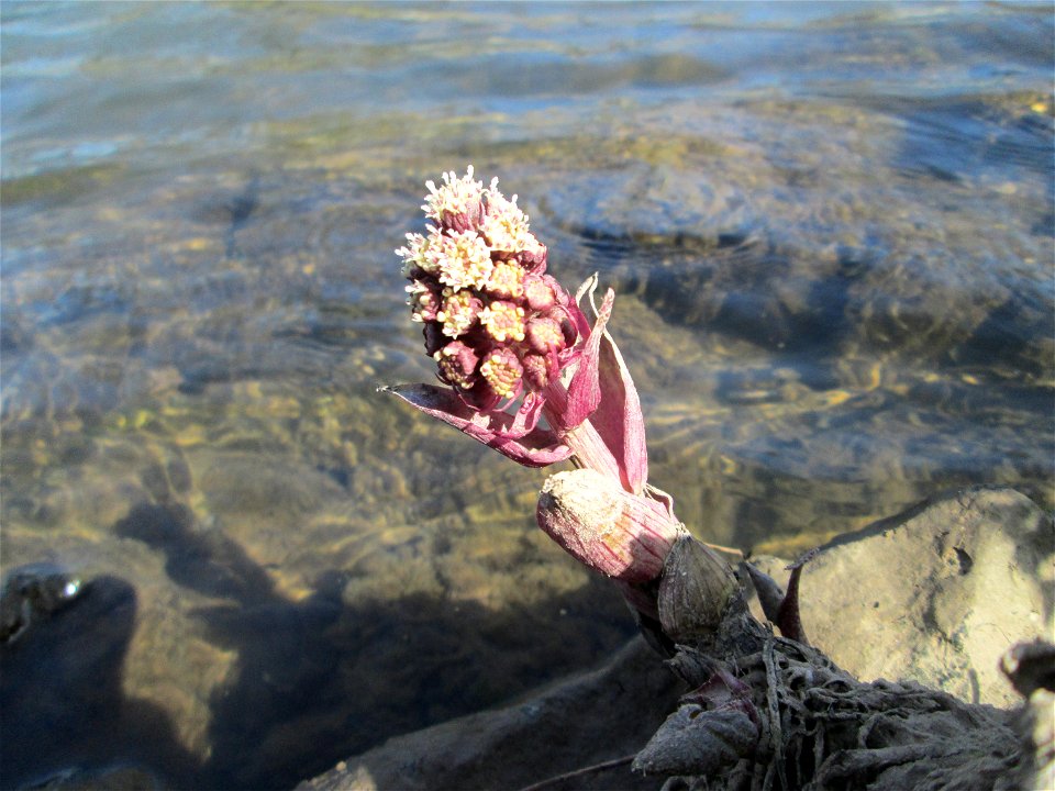 Gewöhnliche Pestwurz (Petasites hybridus) an der ehem. Bismarckanlage an der Saar in Saarbrücken