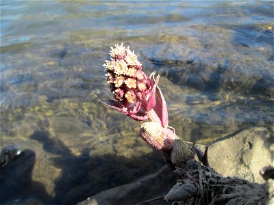 Gewöhnliche Pestwurz (Petasites hybridus) an der ehem. Bismarckanlage an der Saar in Saarbrücken