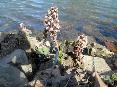 Gewöhnliche Pestwurz (Petasites hybridus) an der ehem. Bismarckanlage an der Saar in Saarbrücken