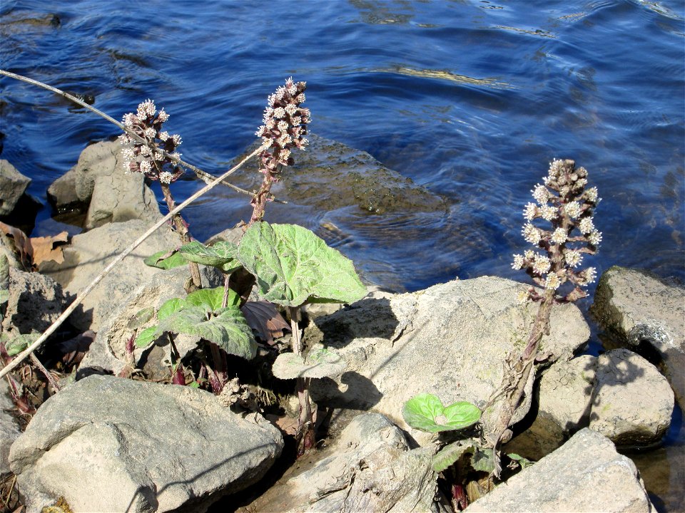 Gewöhnliche Pestwurz (Petasites hybridus) an der ehem. Bismarckanlage an der Saar in Saarbrücken