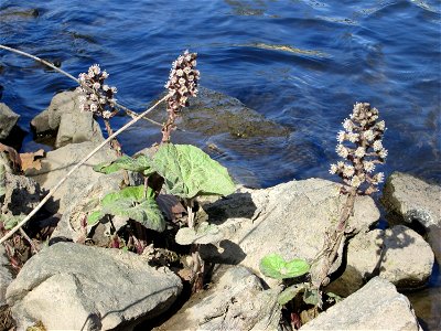 Gewöhnliche Pestwurz (Petasites hybridus) an der ehem. Bismarckanlage an der Saar in Saarbrücken