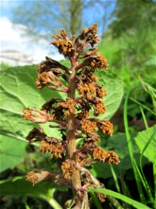 Verblühte Gewöhnliche Pestwurz (Petasites hybridus) an der ehem. Bismarckanlage an der Saar in Saarbrücken