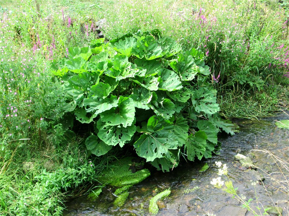 Gewöhnliche Pestwurz (Petasites hybridus) am Saarbach in Fechingen