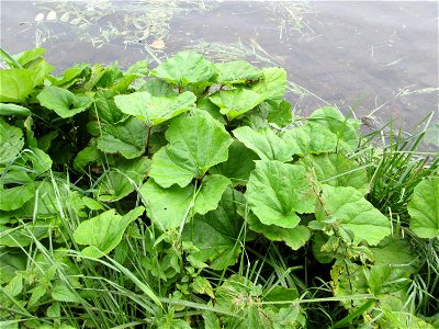 Gewöhnliche Pestwurz (Petasites hybridus) an der Mosel in Alf