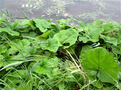 Gewöhnliche Pestwurz (Petasites hybridus) an der Mosel in Alf