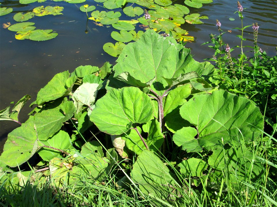 Gewöhnliche Pestwurz (Petasites hybridus) an der Saar in Alt-Saarbrücken