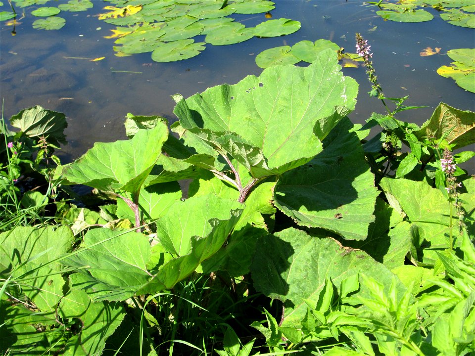 Gewöhnliche Pestwurz (Petasites hybridus) an der Saar in Alt-Saarbrücken