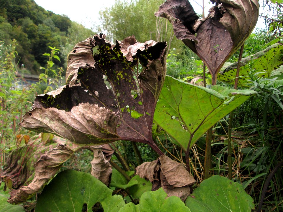 Gewöhnliche Pestwurz (Petasites hybridus) an der Saaraue Güdingen
