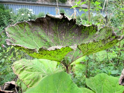 Gewöhnliche Pestwurz (Petasites hybridus) an der Saaraue Güdingen