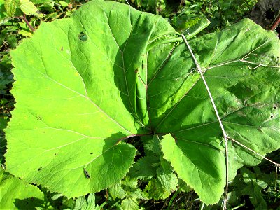 Gewöhnliche Pestwurz (Petasites hybridus) an der Saaraue Grosbliederstroff