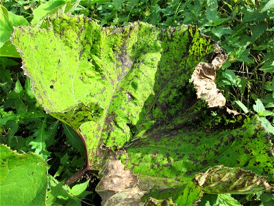 Gewöhnliche Pestwurz (Petasites hybridus) an der Saaraue Grosbliederstroff