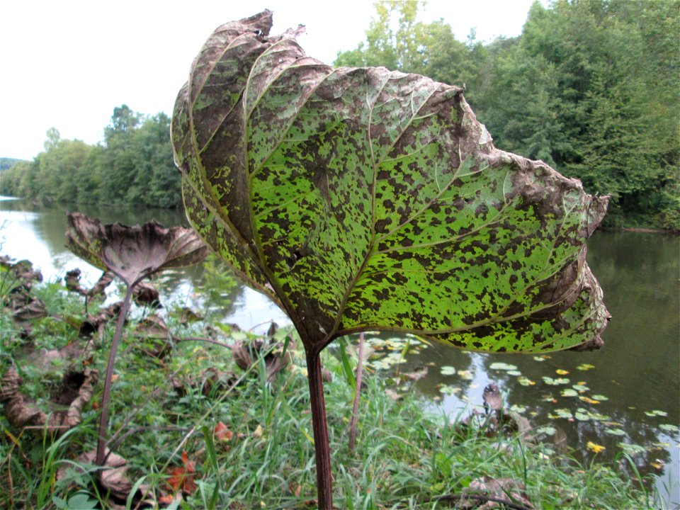 Gewöhnliche Pestwurz (Petasites hybridus) an der Saar bei Grosbliederstroff