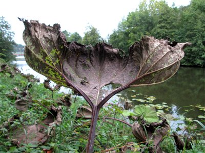 Gewöhnliche Pestwurz (Petasites hybridus) an der Saar bei Grosbliederstroff
