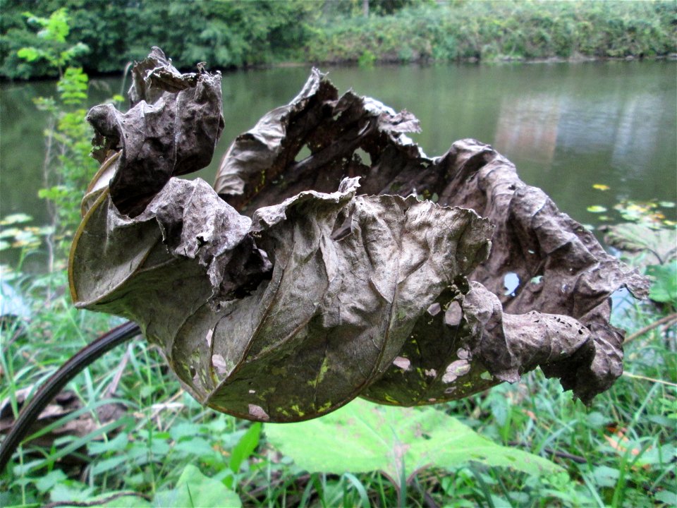 Gewöhnliche Pestwurz (Petasites hybridus) an der Saar bei Grosbliederstroff