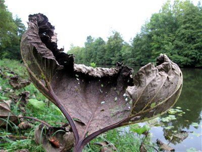 Gewöhnliche Pestwurz (Petasites hybridus) an der Saar bei Grosbliederstroff