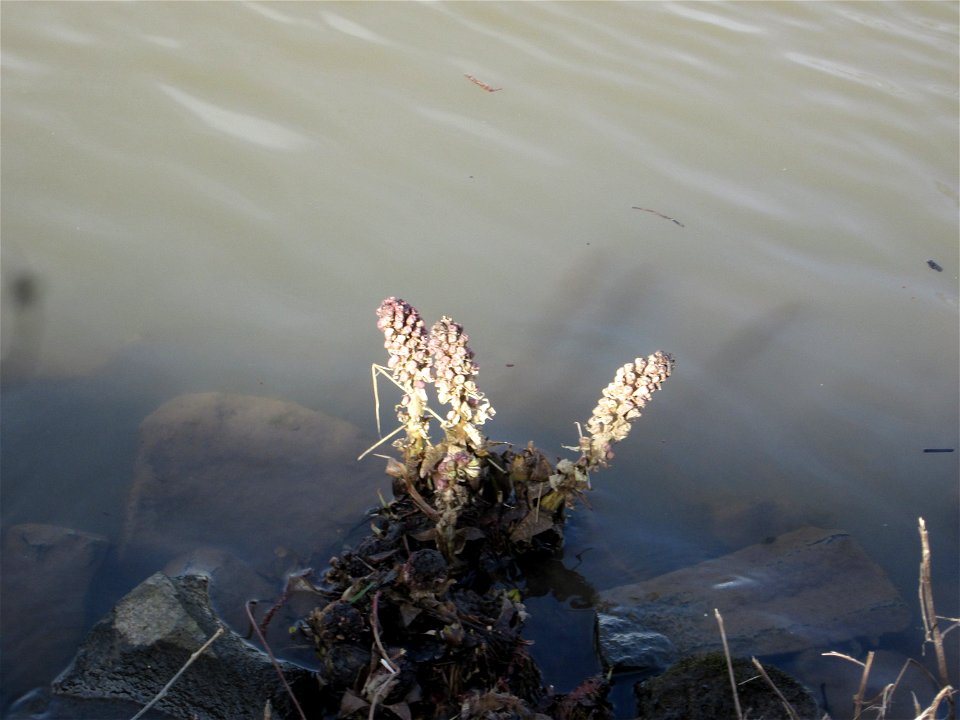 Gewöhnliche Pestwurz (Petasites hybridus) an der ehem. Bismarckanlage an der Saar in Saarbrücken