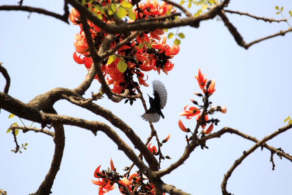 Bird nature colorful