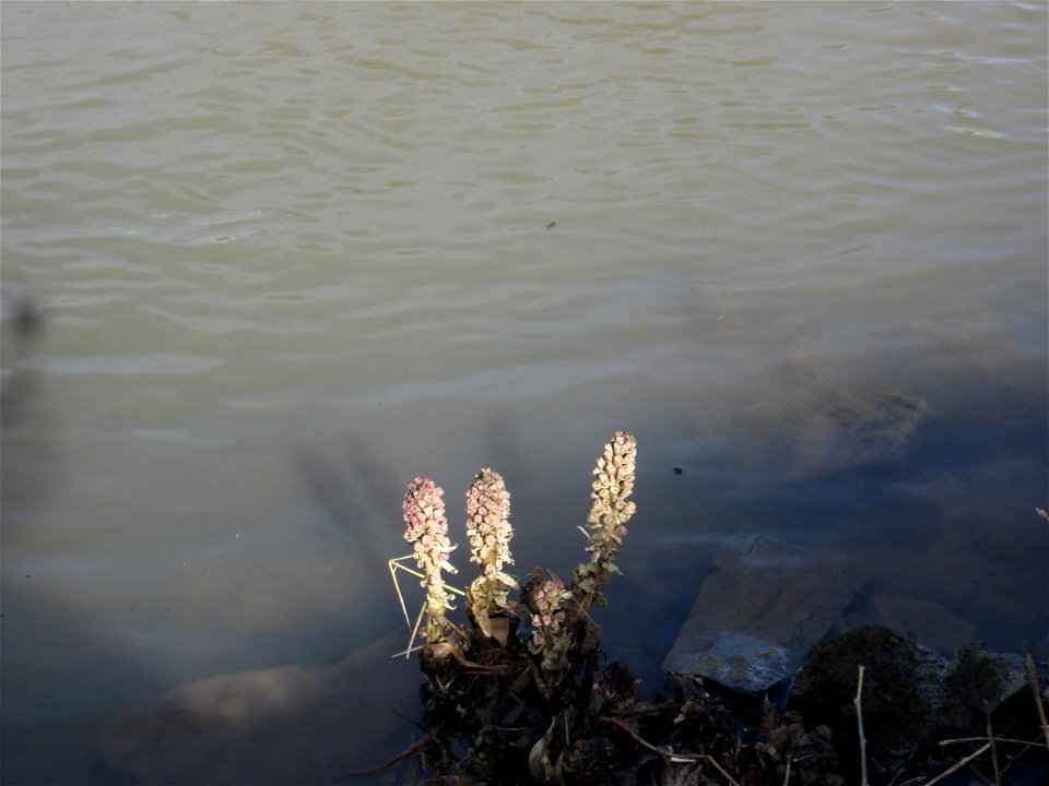 Gewöhnliche Pestwurz (Petasites hybridus) an der ehem. Bismarckanlage an der Saar in Saarbrücken