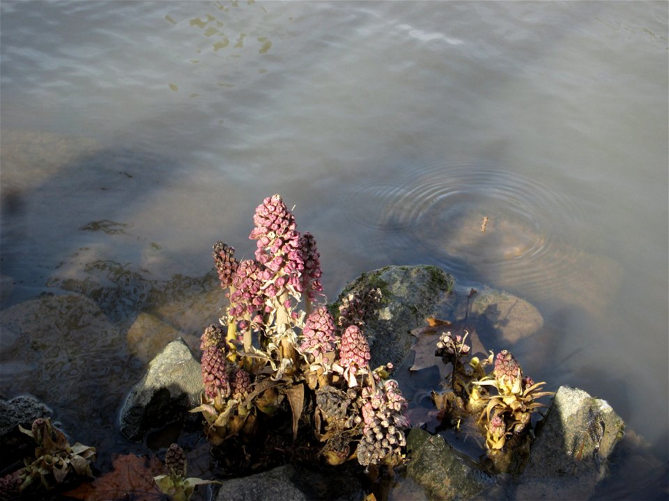 Gewöhnliche Pestwurz (Petasites hybridus) an der ehem. Bismarckanlage an der Saar in Saarbrücken