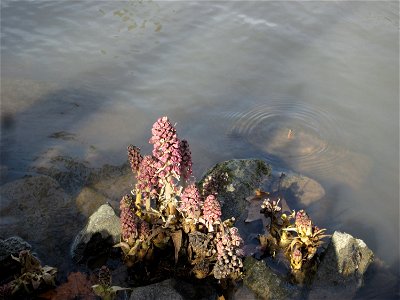 Gewöhnliche Pestwurz (Petasites hybridus) an der ehem. Bismarckanlage an der Saar in Saarbrücken