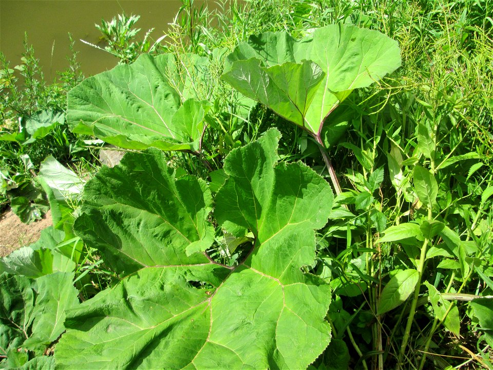 Gewöhnliche Pestwurz (Petasites hybridus) an der Saaraue Güdingen