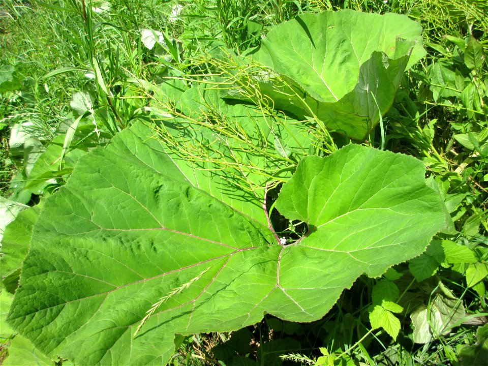 Gewöhnliche Pestwurz (Petasites hybridus) an der Saaraue Güdingen