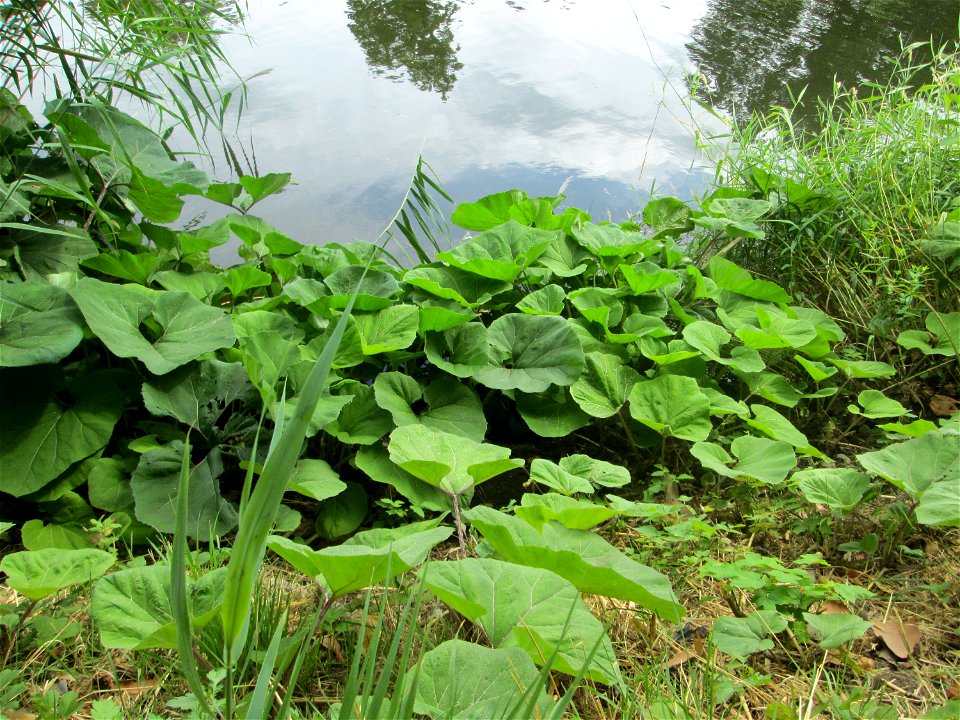 Gewöhnliche Pestwurz (Petasites hybridus) an der Saar in Alt-Saarbrücken