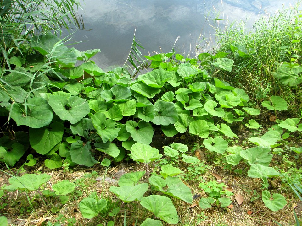 Gewöhnliche Pestwurz (Petasites hybridus) an der Saar in Alt-Saarbrücken
