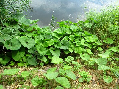 Gewöhnliche Pestwurz (Petasites hybridus) an der Saar in Alt-Saarbrücken