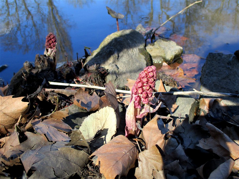 Gewöhnliche Pestwurz (Petasites hybridus) an der ehem. Bismarckanlage an der Saar in Saarbrücken