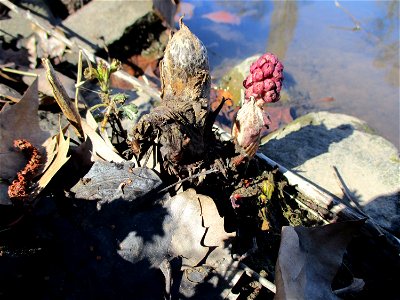 Gewöhnliche Pestwurz (Petasites hybridus) an der ehem. Bismarckanlage an der Saar in Saarbrücken