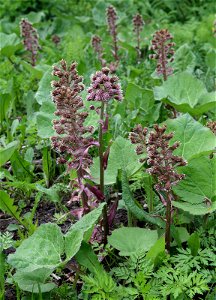 Petasites hybridus Oulu, Finland 2014-05-27