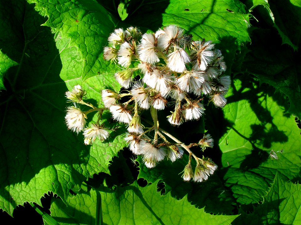 Common Butterbur with seeding flower heads. Ayrshire. Scotland.