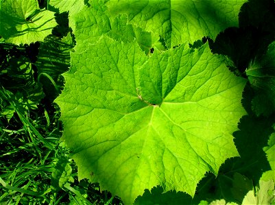 Common Butterbur leaf (Petasites hybridus). Dalgarven Mill. Ayrshire. Scotland.