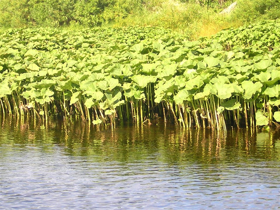 Petasites hybridus(?) on the sand banks of the Ukhta River, Russia. Aug. 2006.