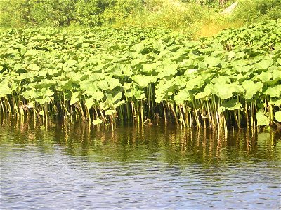 Petasites hybridus(?) on the sand banks of the Ukhta River, Russia. Aug. 2006.