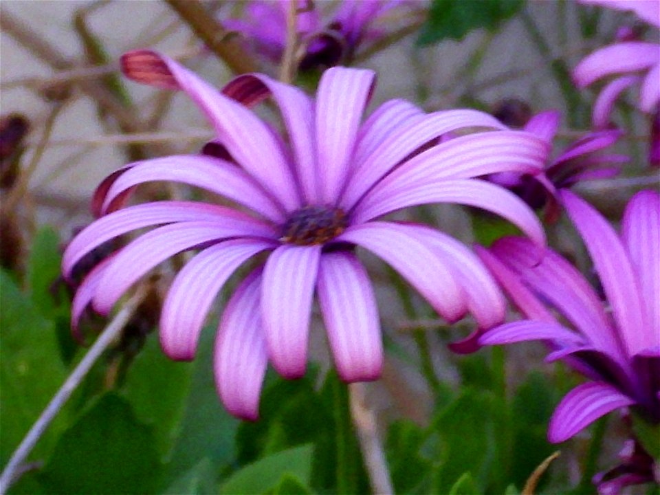 Dimorphotheca ecklonis flower close up, Torrelamata, Torrevieja, Alicante, Spain