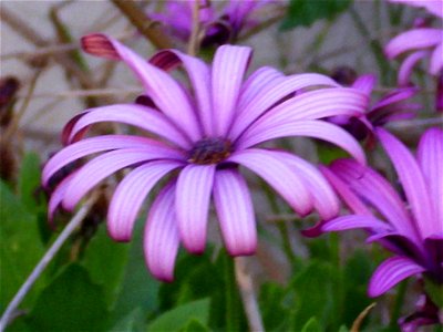 Dimorphotheca ecklonis flower close up, Torrelamata, Torrevieja, Alicante, Spain photo