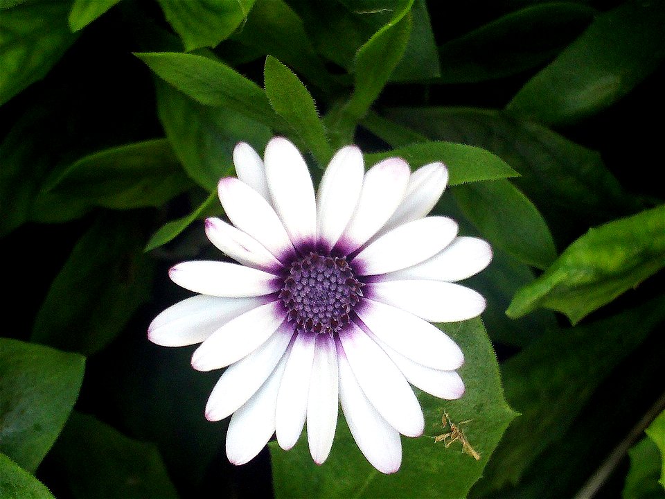 Dimorphotheca ecklonis var. alba close up, Torrelamata, Torrevieja, Alicante, Spain